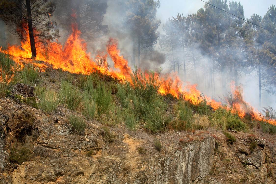 Cenibra promove campanha contra incêndio florestal