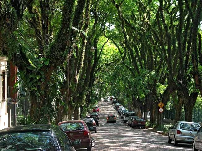 As árvores e o controle de emissões contra o aquecimento global