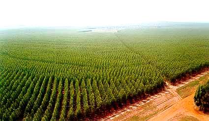 Belo Horizonte receberá, em outubro, um dos principais seminários sobre Florestas Plantadas